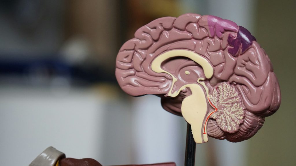 Model of a human brain