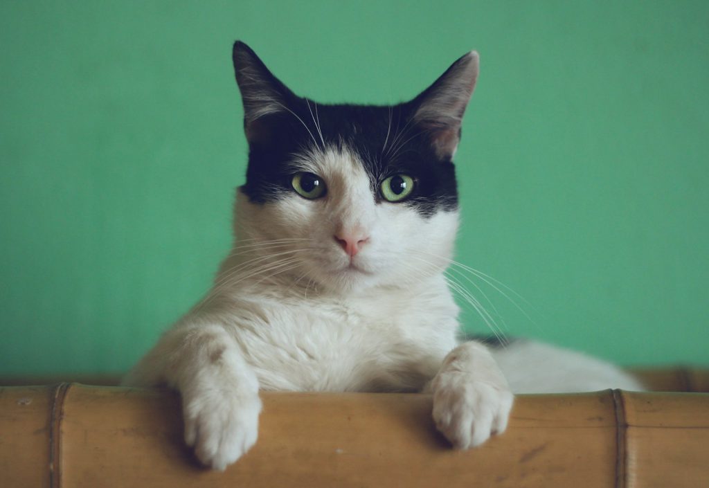 Cat with green eyes close up