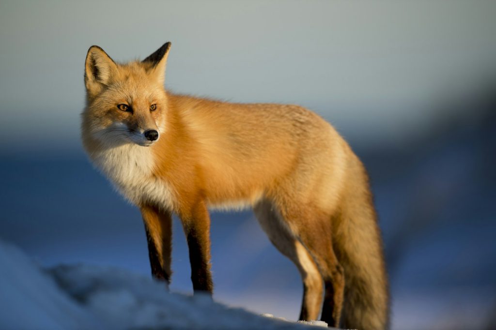 Red fox in soft morning light