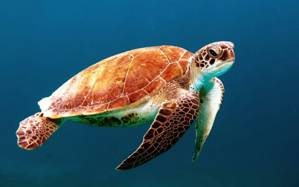 Sea turtle swimming over a reef